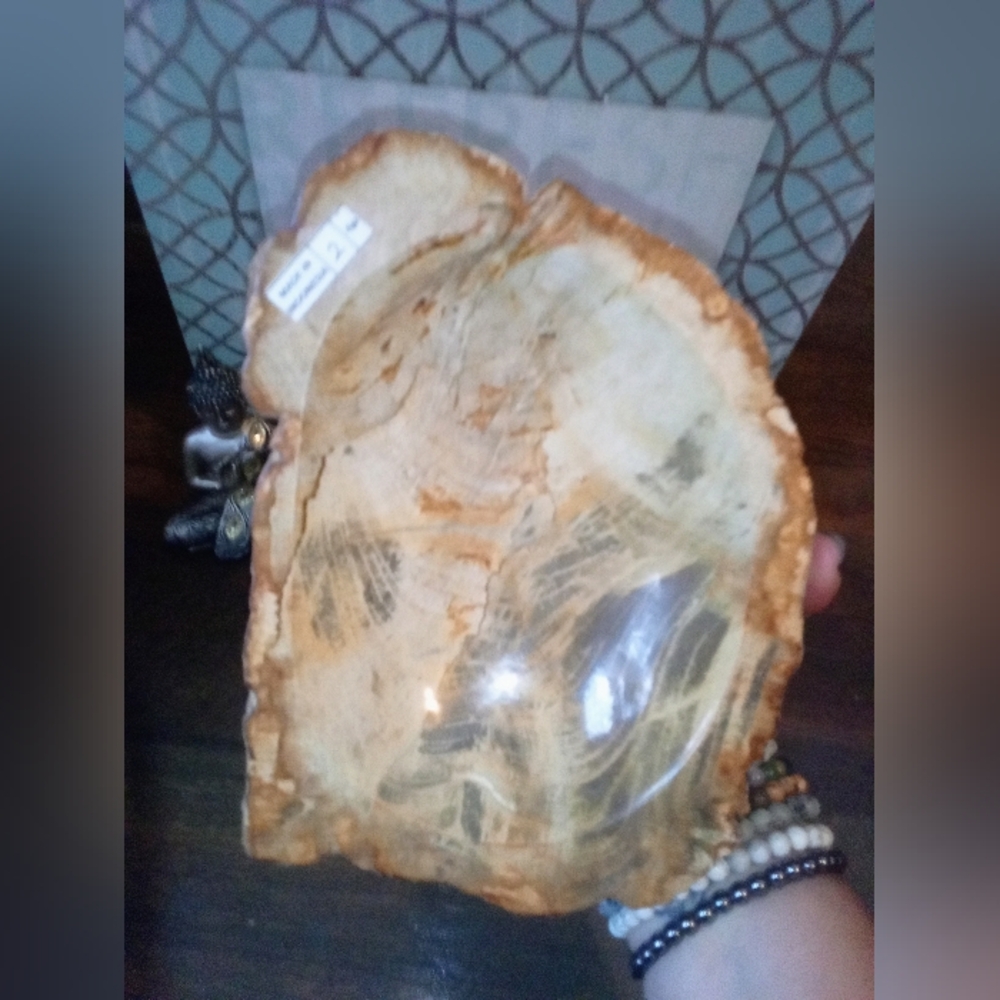 Petrified Wood From Indonesia